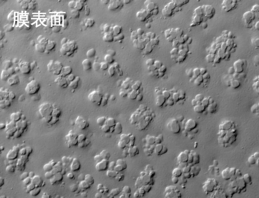PT游戏烧结管式膜电镜照片 PT游戏烧结管式膜电镜照片